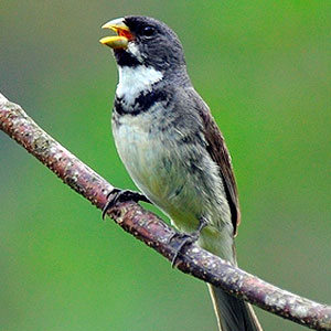 Papa-Capim-de-Peito-Preto (Sporophila Nigricollis)