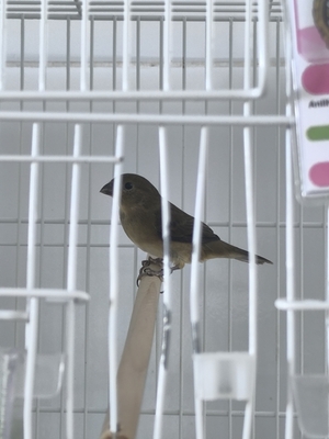 TOYA  JJ