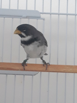 Feitiço