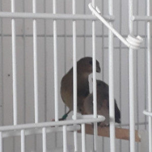 Feiticeira