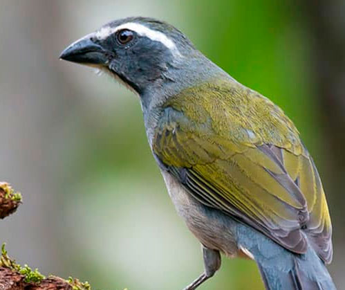 O Trinca-Ferro